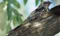 Обыкновенный козодой фото (Caprimulgus europaeus) - изображение №1689 onbird.ru.<br>Источник: www.biodiversityexplorer.org